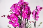 İthal Damalı Obje İçerisinde 6 Dal Mor Orkide - Görsel 2