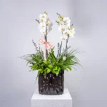 Seramik Saksıda 4 Dal Beyaz Renk Orkide