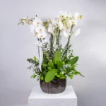 Seramik Saksıda 8 Dal Beyaz Orkide