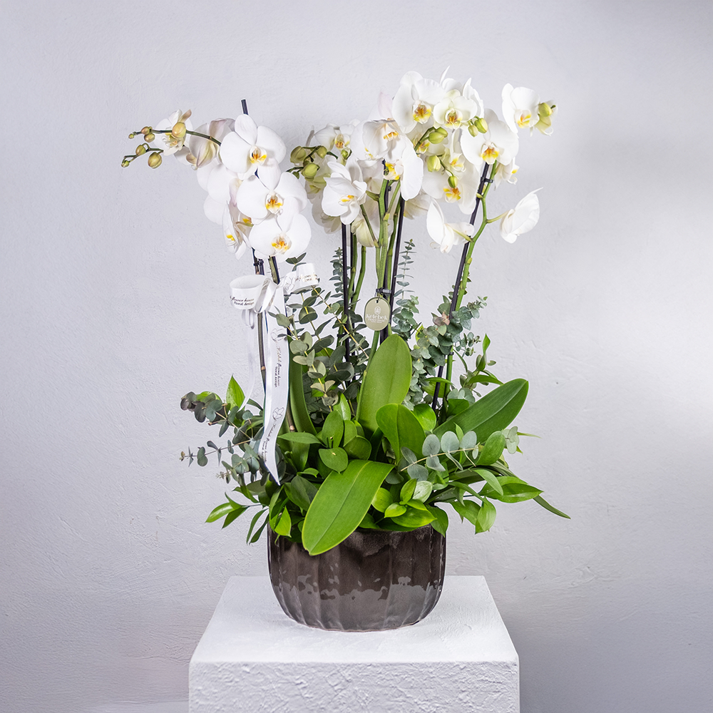 dscf6936_1000px-webp Seramik Saksıda 8 Dal Beyaz Orkide - Görsel 1