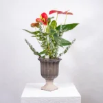 Seramik Obje İçerisinde Orta Boy Saksı Çiçeği Anthurium