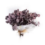 Şoklanmış Okaliptus Buket